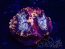 WYSIWYG Micromussa lordhowensis INDO (ex Acanthastrea) 25O5