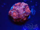 WYSIWYG Micromussa lordhowensis INDO (ex Acanthastrea) 25O6