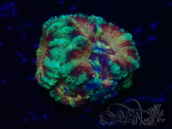 WYSIWYG Micromussa lordhowensis (ex Acanthastrea)