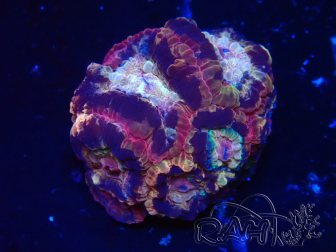 WYSIWYG Micromussa lordhowensis (ex Acanthastrea)