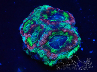 WYSIWYG Micromussa lordhowensis INDO (ex Acanthastrea) 25P3
