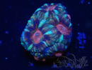 WYSIWYG Micromussa lordhowensis INDO (ex Acanthastrea) 25P4