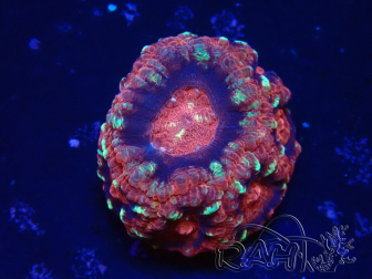 WYSIWYG Micromussa lordhowensis (ex Acanthastrea)