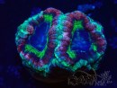 WYSIWYG Micromussa lordhowensis (ehemals Acanthastrea)