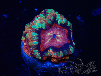 WYSIWYG Micromussa lordhowensis INDO (ex Acanthastrea) 25Q1