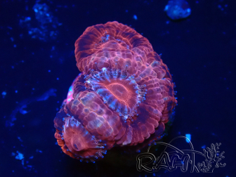 WYSIWYG Micromussa lordhowensis (antes Acanthastrea)