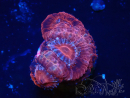 WYSIWYG Micromussa lordhowensis (ehemals Acanthastrea)
