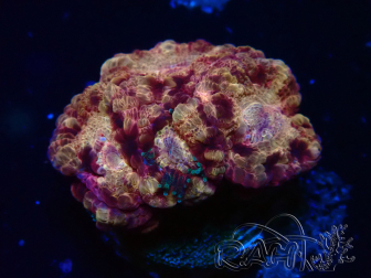 WYSIWYG Micromussa lordhowensis INDO (ex Acanthastrea) 25Q4