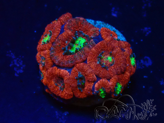 WYSIWYG Micromussa lordhowensis (ehemals Acanthastrea)