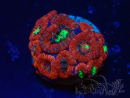 WYSIWYG Micromussa lordhowensis (ex Acanthastrea)