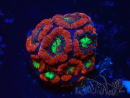 WYSIWYG Micromussa lordhowensis INDO (ex Acanthastrea) 25Q6