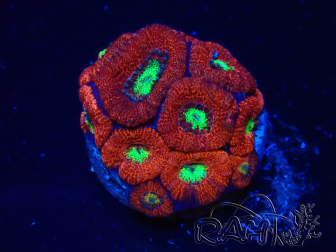 WYSIWYG Micromussa lordhowensis (ex Acanthastrea)