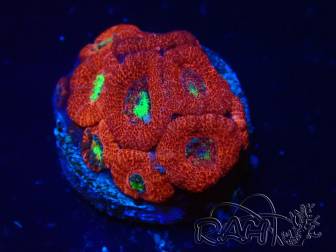 WYSIWYG Micromussa lordhowensis (ex Acanthastrea)