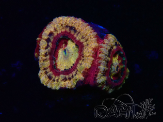 WYSIWYG Micromussa lordhowensis (antes Acanthastrea)