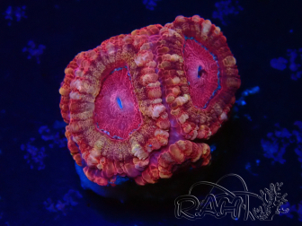 WYSIWYG Micromussa lordhowensis (ex Acanthastrea)