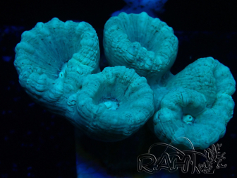 WYSIWYG Caulastrea furcata Gris/Azul