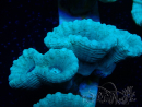 WYSIWYG Caulastrea furcata Grey/Blue
