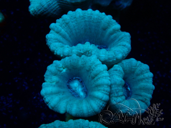 WYSIWYG Caulastrea furcata Grigio/Blu 123