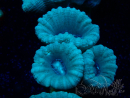WYSIWYG Caulastrea furcata Gris/Azul