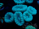 WYSIWYG Caulastrea furcata Grey/Blue