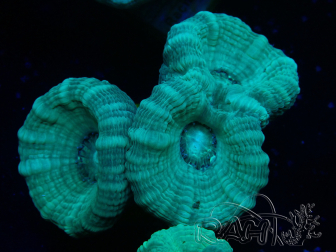 WYSIWYG Caulastrea furcata Grey/Blue