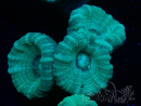 WYSIWYG Caulastrea furcata Gris/Azul