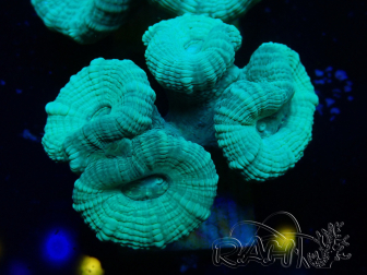 WYSIWYG Caulastrea furcata Green/Blue 12N6