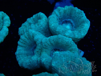 WYSIWYG Caulastrea furcata Grey/Blue
