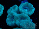 WYSIWYG Caulastrea furcata Grey/Blue 12N7