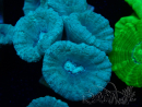 WYSIWYG Caulastrea furcata Grey/Blue 12N8