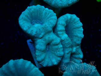 WYSIWYG Caulastrea furcata Grey/Blue 12N9