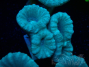 WYSIWYG Caulastrea furcata Gris/Azul