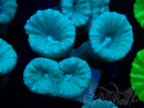 WYSIWYG Caulastrea furcata Grey/Blue 12N10
