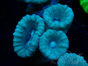 WYSIWYG Caulastrea furcata Grau/Blau