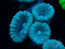 WYSIWYG Caulastrea furcata Grey/Blue 12N11