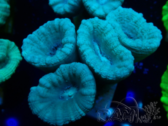 WYSIWYG Caulastrea furcata Gris/Azul