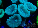 WYSIWYG Caulastrea furcata Grigio/Blu