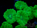 WYSIWYG Caulastrea furcata Amarillo