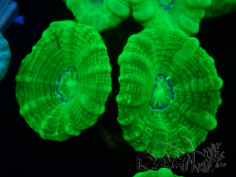 WYSIWYG Caulastrea furcata Giallo