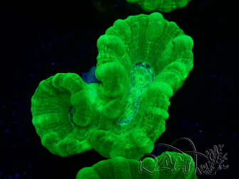 WYSIWYG Caulastrea furcata Amarillo