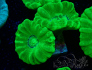 WYSIWYG Caulastrea furcata Gelb