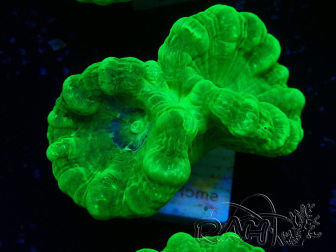 WYSIWYG Caulastrea furcata Yellow 5