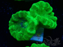 WYSIWYG Caulastrea furcata Gelb