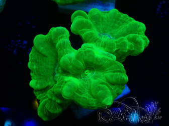 WYSIWYG Caulastrea furcata Gelb