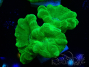 WYSIWYG Caulastrea furcata Amarillo