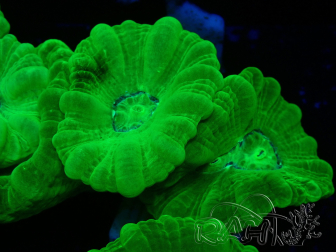 WYSIWYG Caulastrea furcata Gelb