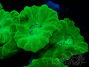 WYSIWYG Caulastrea furcata Gelb