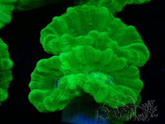 WYSIWYG Caulastrea furcata Yellow 8