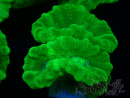 WYSIWYG Caulastrea furcata Gelb