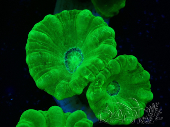WYSIWYG Caulastrea furcata Yellow 9